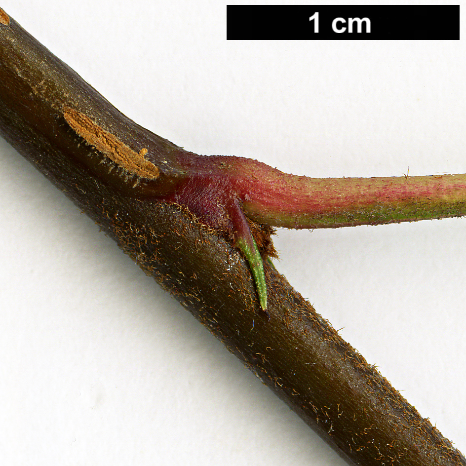 High resolution image: Family: Rosaceae - Genus: Sorbus - Taxon: KR 5000 (S. aff. filipes)